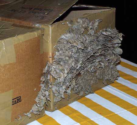 Weggerissener Karton